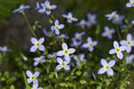 Bluets